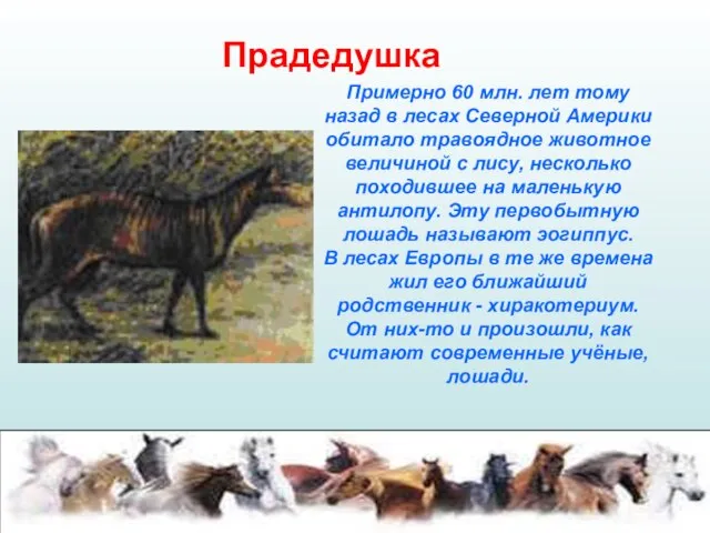 Прадедушка Примерно 60 млн. лет тому назад в лесах Северной Америки обитало