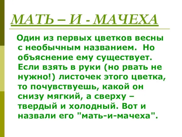 МАТЬ – И - МАЧЕХА Один из первых цветков весны с необычным