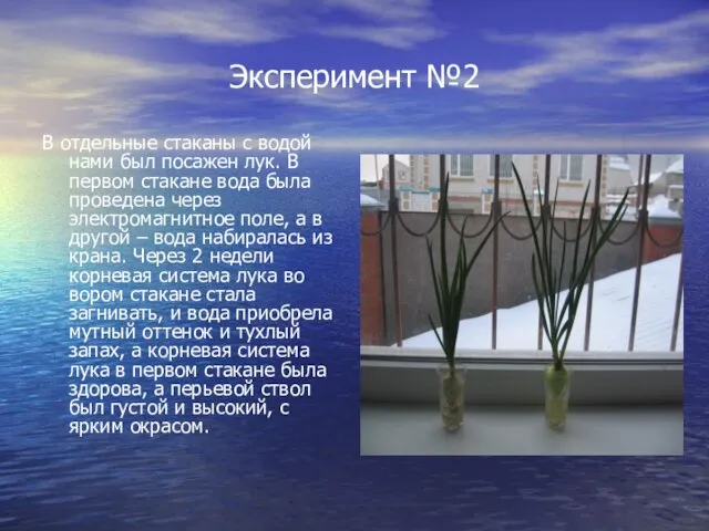 Эксперимент №2 В отдельные стаканы с водой нами был посажен лук. В