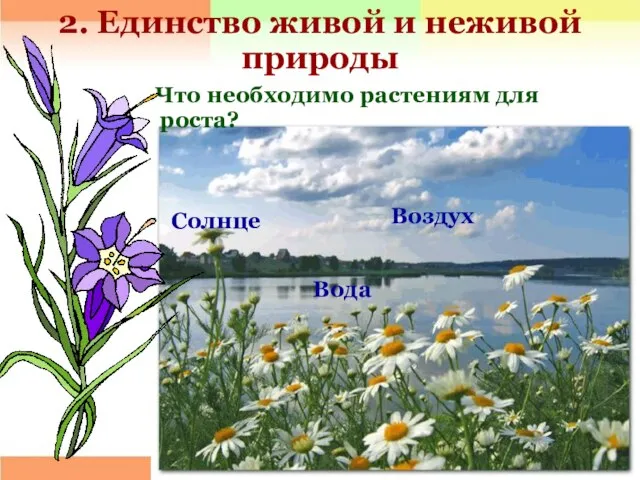 2. Единство живой и неживой природы Что необходимо растениям для роста? Воздух Солнце Вода