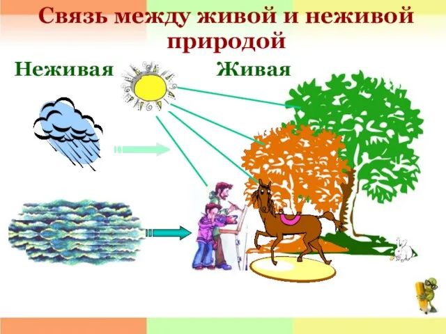 Связь между живой и неживой природой Неживая Живая