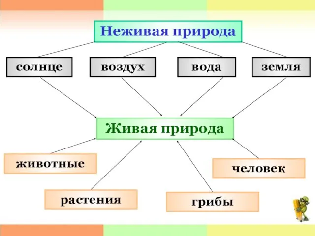 Неживая природа Живая природа солнце воздух вода животные растения человек земля грибы