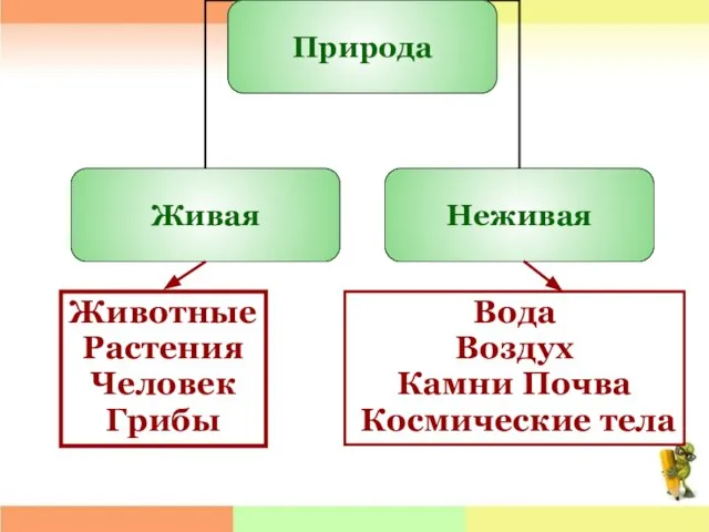 Животные Растения Человек Грибы Вода Воздух Камни Почва Космические тела