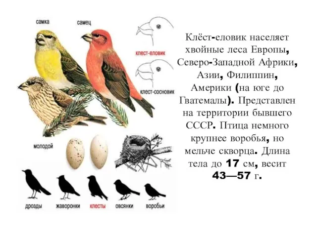 Клёст-еловик населяет хвойные леса Европы, Северо-Западной Африки, Азии, Филиппин, Америки (на юге