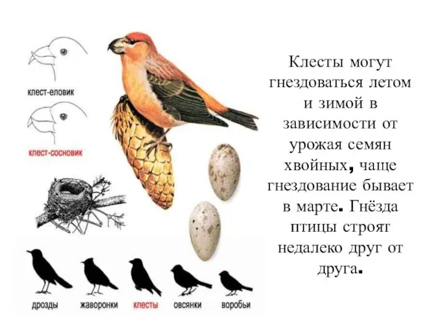 Клесты могут гнездоваться летом и зимой в зависимости от урожая семян хвойных,