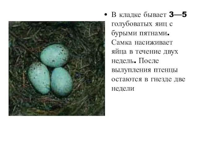 В кладке бывает 3—5 голубоватых яиц с бурыми пятнами. Самка насиживает яйца