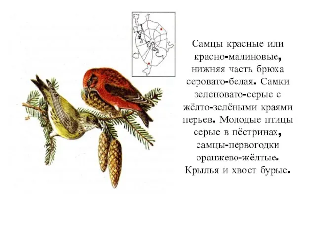 Самцы красные или красно-малиновые, нижняя часть брюха серовато-белая. Самки зеленовато-серые с жёлто-зелёными