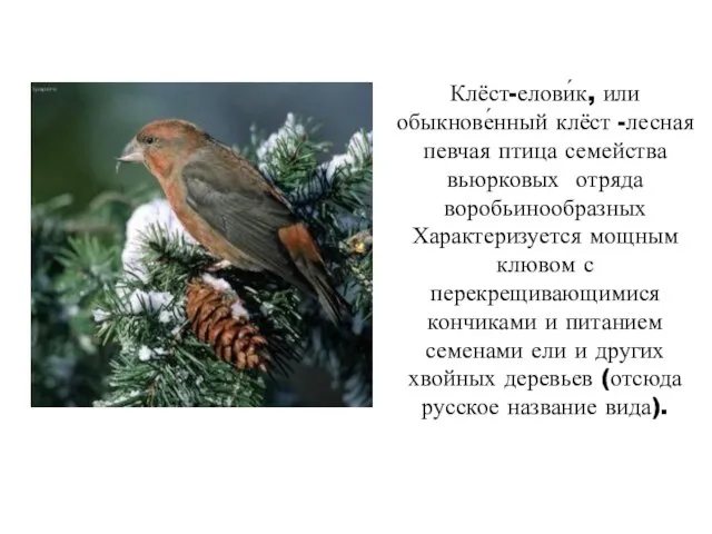 Клёст-елови́к, или обыкнове́нный клёст -лесная певчая птица семейства вьюрковых отряда воробьинообразных Характеризуется