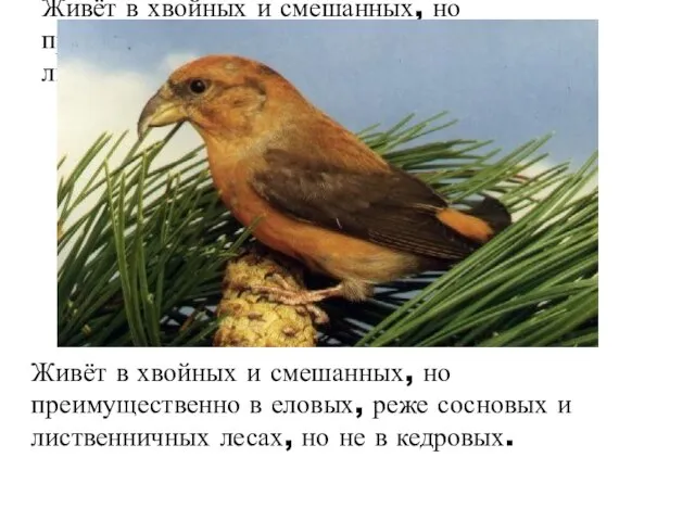 Живёт в хвойных и смешанных, но преимущественно в еловых, реже сосновых и