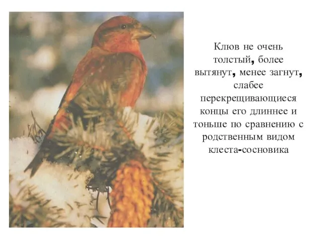 Клюв не очень толстый, более вытянут, менее загнут, слабее перекрещивающиеся концы его