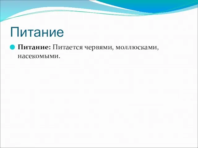 Питание Питание: Питается червями, моллюсками, насекомыми.