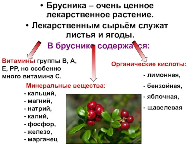 Брусника – очень ценное лекарственное растение. Лекарственным сырьём служат листья и ягоды.