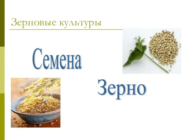 Зерновые культуры Семена Зерно