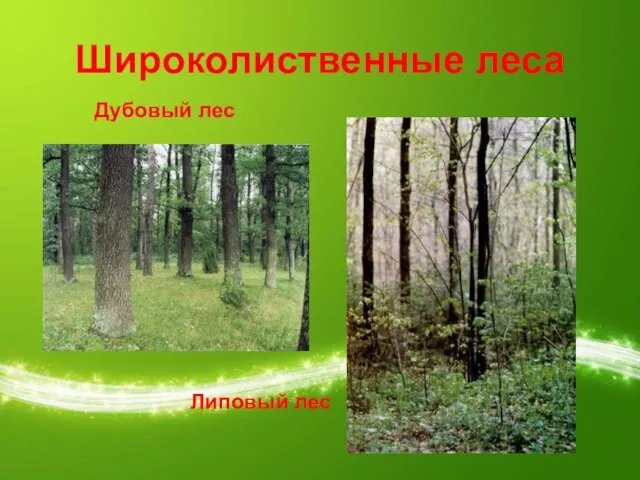 Широколиственные леса Дубовый лес Липовый лес