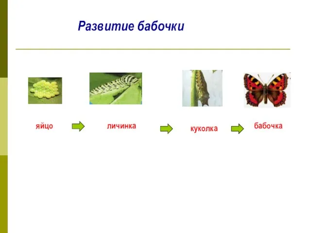 Развитие бабочки яйцо личинка куколка бабочка