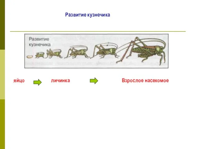 Развитие кузнечика яйцо личинка Взрослое насекомое