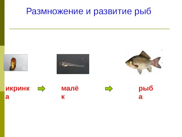 Размножение и развитие рыб икринка малёк рыба