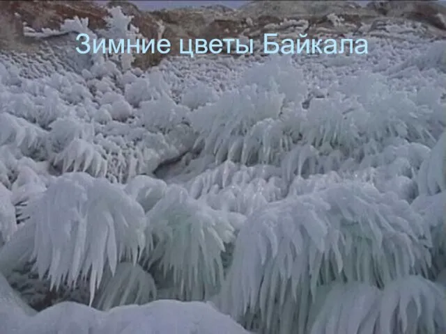 Зимние цветы Байкала