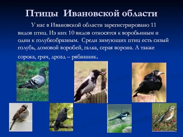 Птицы Ивановской области У нас в Ивановской области зарегистрировано 11 видов птиц.