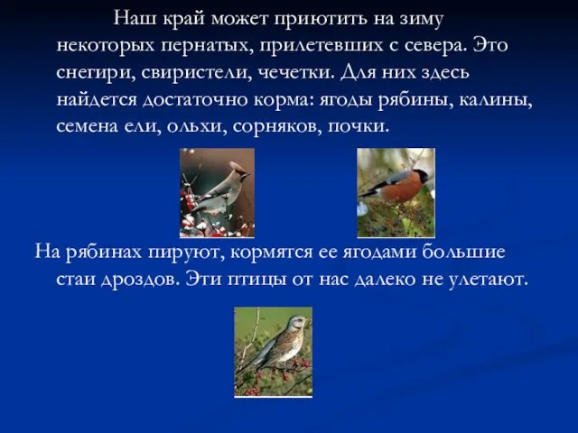 Наш край может приютить на зиму некоторых пернатых, прилетевших с севера. Это