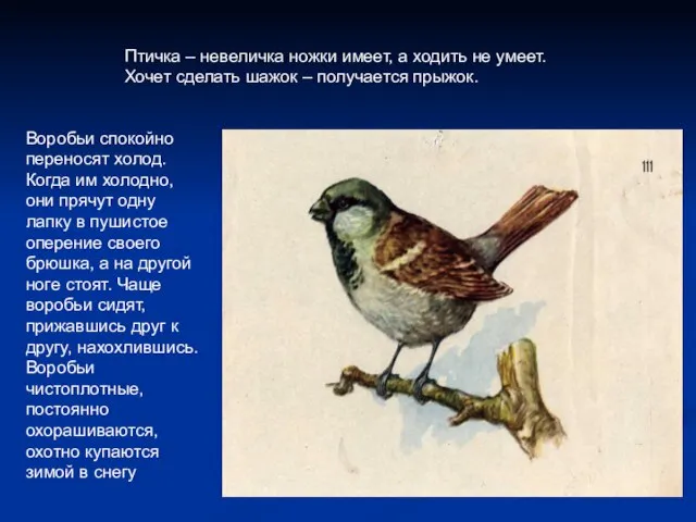 Воробьи спокойно переносят холод. Когда им холодно, они прячут одну лапку в