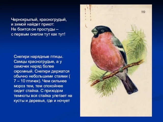 Снегири нарядные птицы. Самцы красногрудые, а у самочек наряд более скромный. Снегири