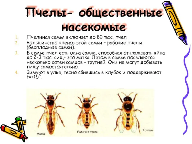 Пчелы- общественные насекомые Пчелиная семья включает до 80 тыс. пчел. Большинство членов