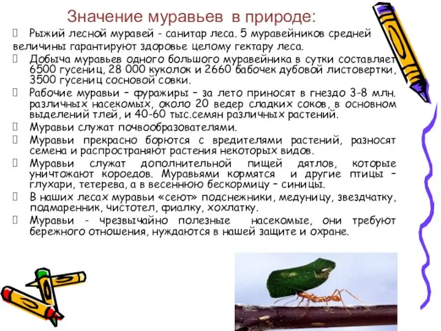 Значение муравьев в природе: Рыжий лесной муравей - санитар леса. 5 муравейников