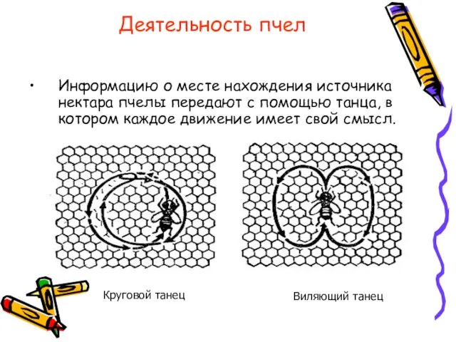 Деятельность пчел Информацию о месте нахождения источника нектара пчелы передают с помощью