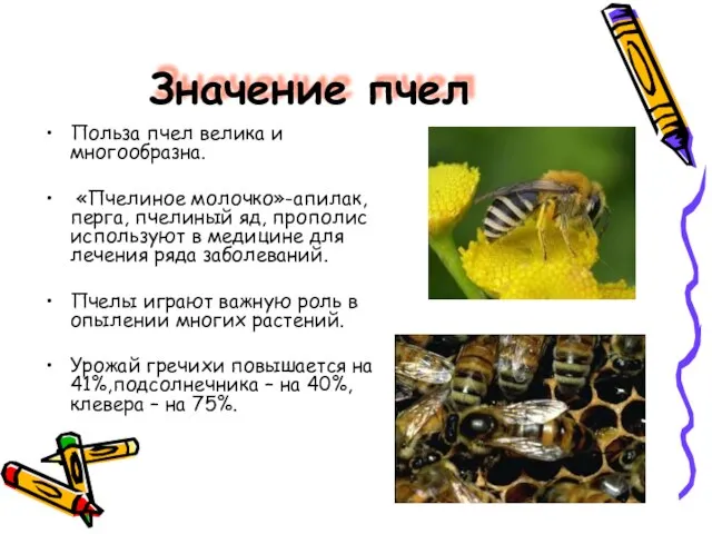 Значение пчел Польза пчел велика и многообразна. «Пчелиное молочко»-апилак, перга, пчелиный яд,