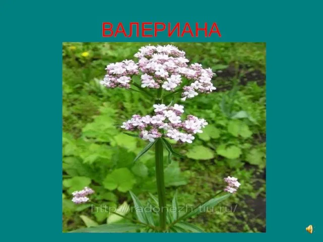 ВАЛЕРИАНА