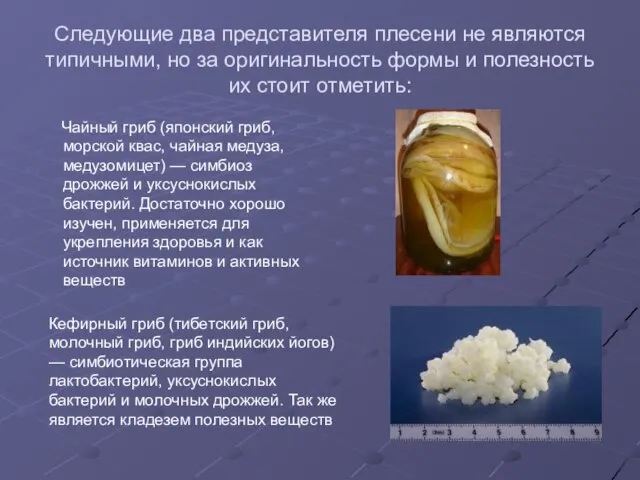 Следующие два представителя плесени не являются типичными, но за оригинальность формы и