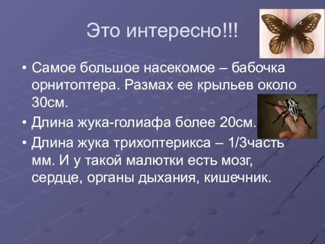 Это интересно!!! Самое большое насекомое – бабочка орнитоптера. Размах ее крыльев около