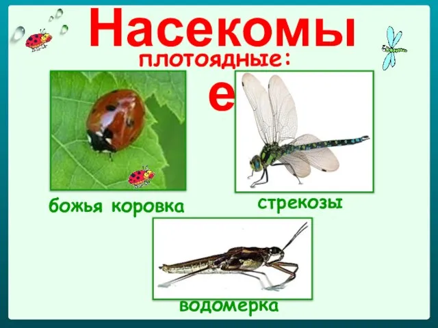 Насекомые плотоядные: божья коровка стрекозы водомерка