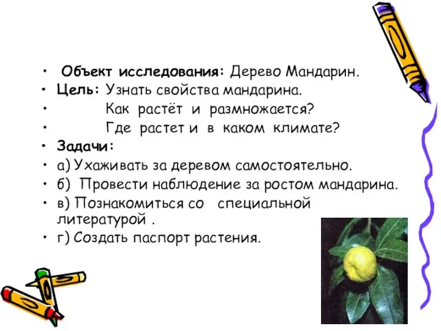 Объект исследования: Дерево Мандарин. Цель: Узнать свойства мандарина. Как растёт и размножается?