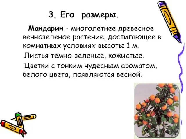 3. Его размеры. Мандарин - многолетнее древесное вечнозеленое растение, достигающее в комнатных