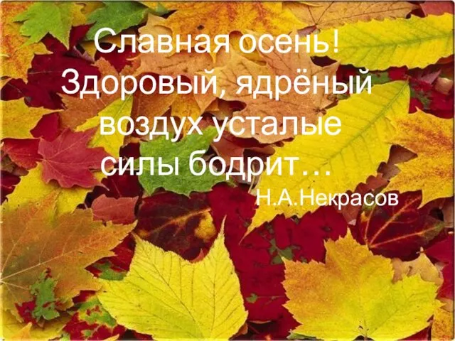 Славная осень! Здоровый, ядрёный воздух усталые силы бодрит… Н.А.Некрасов