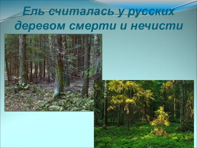 Ель считалась у русских деревом смерти и нечисти