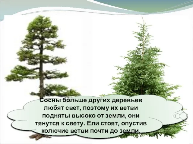 Сосны больше других деревьев любят свет, поэтому их ветви подняты высоко от