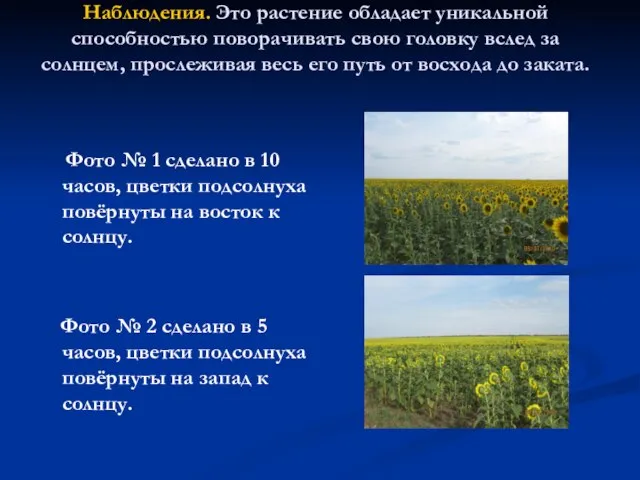 Наблюдения. Это растение обладает уникальной способностью поворачивать свою головку вслед за солнцем,