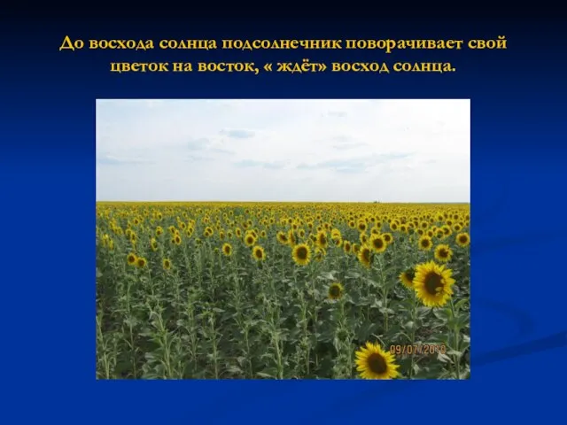 До восхода солнца подсолнечник поворачивает свой цветок на восток, « ждёт» восход солнца.