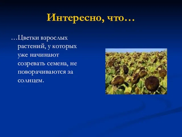 Интересно, что… …Цветки взрослых растений, у которых уже начинают созревать семена, не поворачиваются за солнцем.