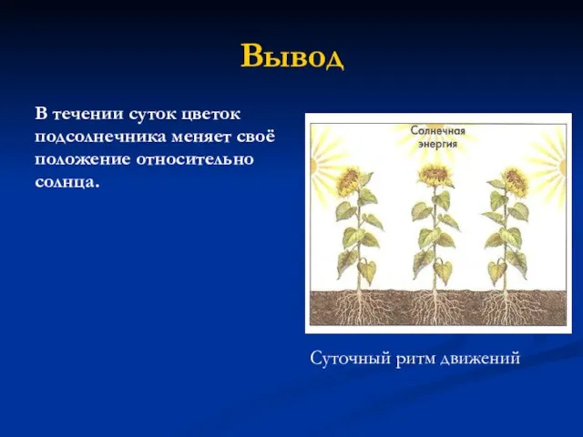 Вывод В течении суток цветок подсолнечника меняет своё положение относительно солнца. Суточный ритм движений