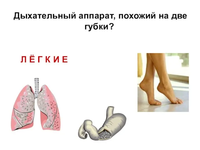 Л Ё Г К И Е Дыхательный аппарат, похожий на две губки?