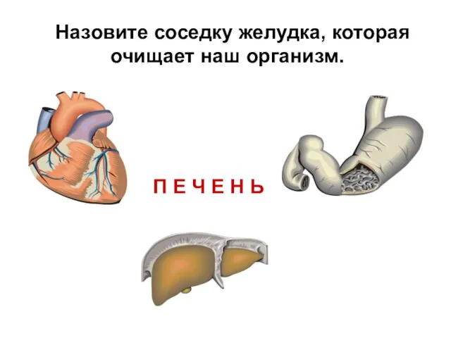 П Е Ч Е Н Ь Назовите соседку желудка, которая очищает наш организм.