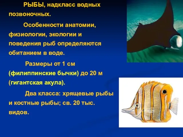 РЫБЫ, надкласс водных позвоночных. Особенности анатомии, физиологии, экологии и поведения рыб определяются