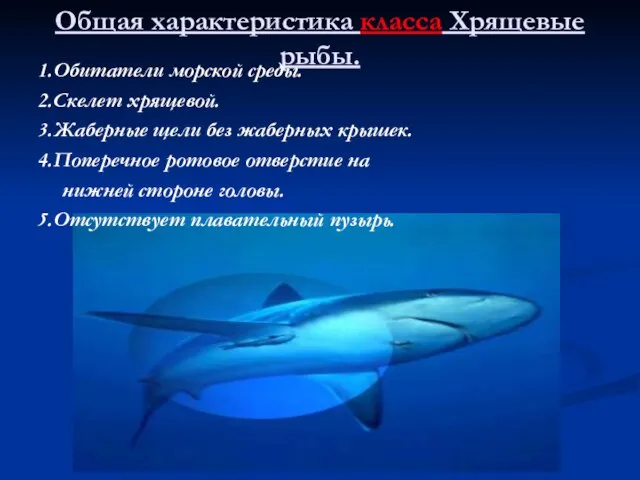 Общая характеристика класса Хрящевые рыбы. 1.Обитатели морской среды. 2.Скелет хрящевой. 3.Жаберные щели