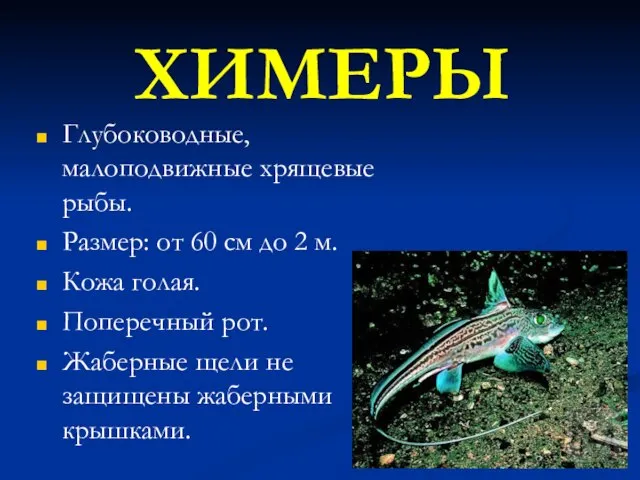 Глубоководные, малоподвижные хрящевые рыбы. Размер: от 60 см до 2 м. Кожа