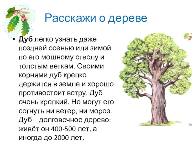 Расскажи о дереве Дуб легко узнать даже поздней осенью или зимой по