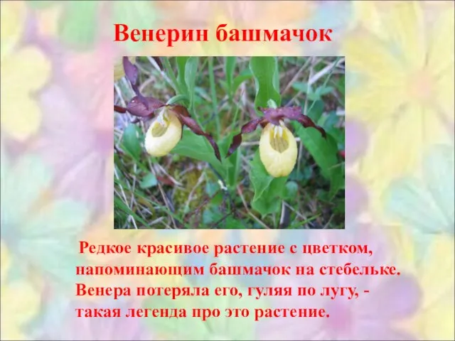 Венерин башмачок Редкое красивое растение с цветком, напоминающим башмачок на стебельке. Венера
